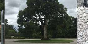 Infraweb Tree Root Protection